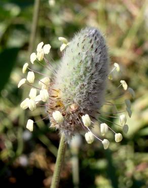 Fotografia 9 da espécie Plantago lagopus no Jardim Botânico UTAD