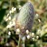 Fotografia 9 da espécie Plantago lagopus do Jardim Botânico UTAD