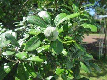 Fotografia da espécie Pittosporum crassifolium