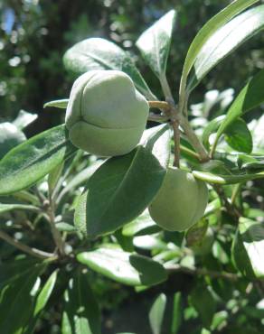 Fotografia 3 da espécie Pittosporum crassifolium no Jardim Botânico UTAD