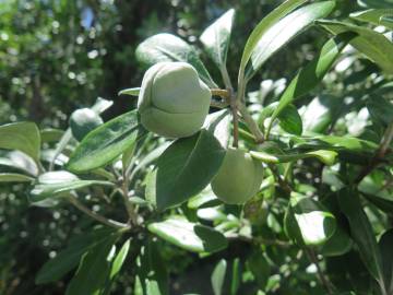 Fotografia da espécie Pittosporum crassifolium