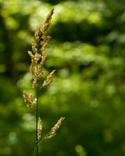 Fotografia da espécie Phalaris arundinacea