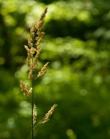 Fotografia de capa Phalaris arundinacea - do Jardim Botânico