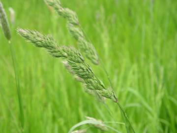 Fotografia da espécie Phalaris arundinacea