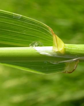 Fotografia 3 da espécie Phalaris arundinacea no Jardim Botânico UTAD