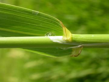 Fotografia da espécie Phalaris arundinacea