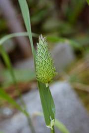 Fotografia da espécie Phalaris canariensis