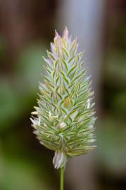 Fotografia da espécie Phalaris canariensis