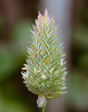 Fotografia 3 da espécie Phalaris canariensis no Jardim Botânico UTAD