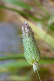 Fotografia da espécie Phalaris canariensis