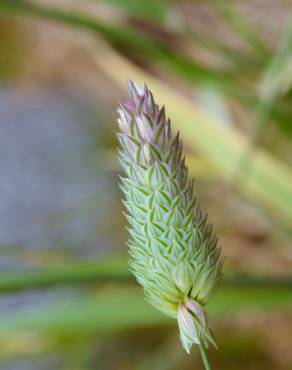 Fotografia 4 da espécie Phalaris canariensis no Jardim Botânico UTAD