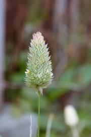 Fotografia da espécie Phalaris canariensis