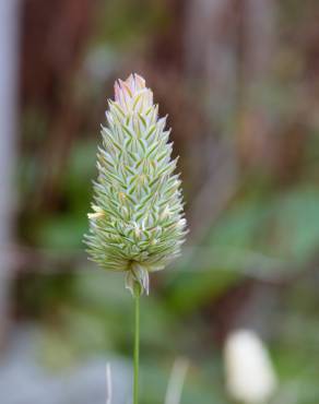 Fotografia 5 da espécie Phalaris canariensis no Jardim Botânico UTAD