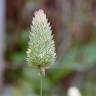 Fotografia 5 da espécie Phalaris canariensis do Jardim Botânico UTAD