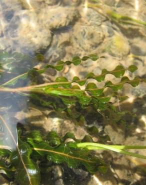 Fotografia 3 da espécie Potamogeton crispus no Jardim Botânico UTAD