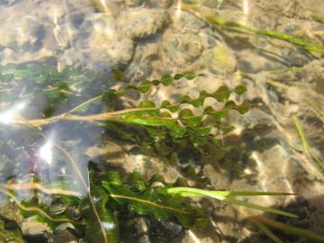 Fotografia da espécie Potamogeton crispus