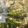 Fotografia 3 da espécie Potamogeton crispus do Jardim Botânico UTAD
