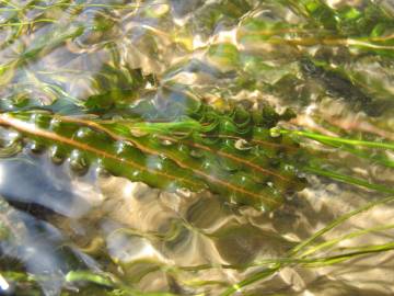 Fotografia da espécie Potamogeton crispus