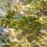 Fotografia 4 da espécie Potamogeton crispus do Jardim Botânico UTAD