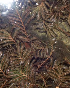 Fotografia 5 da espécie Potamogeton crispus no Jardim Botânico UTAD