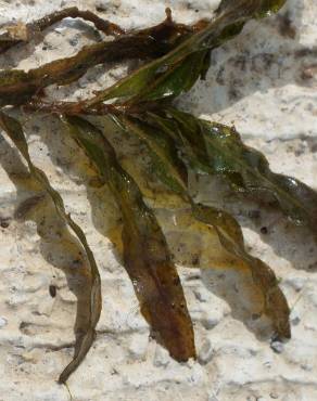 Fotografia 6 da espécie Potamogeton crispus no Jardim Botânico UTAD