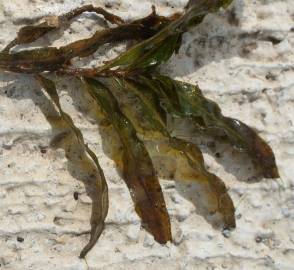 Fotografia da espécie Potamogeton crispus