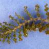 Fotografia 7 da espécie Potamogeton crispus do Jardim Botânico UTAD