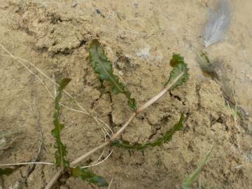 Fotografia da espécie Potamogeton crispus