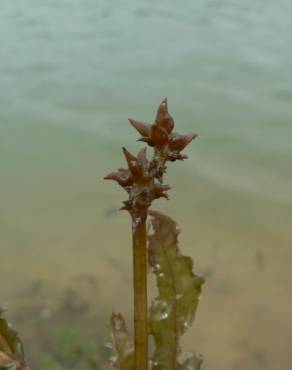 Fotografia 11 da espécie Potamogeton crispus no Jardim Botânico UTAD