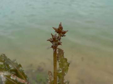 Fotografia da espécie Potamogeton crispus