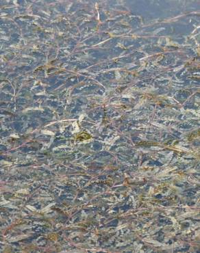 Fotografia 12 da espécie Potamogeton crispus no Jardim Botânico UTAD