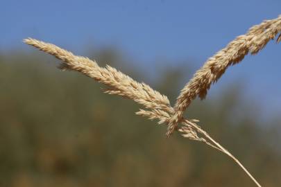 Fotografia da espécie Phalaris arundinacea