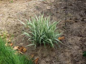 Fotografia da espécie Phalaris arundinacea