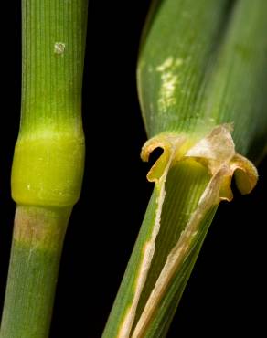 Fotografia 7 da espécie Phalaris arundinacea no Jardim Botânico UTAD