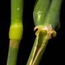 Fotografia 7 da espécie Phalaris arundinacea do Jardim Botânico UTAD