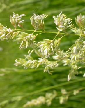 Fotografia 8 da espécie Phalaris arundinacea no Jardim Botânico UTAD