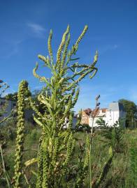 Fotografia da espécie Reseda luteola