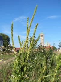 Fotografia da espécie Reseda luteola