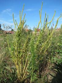 Fotografia da espécie Reseda luteola