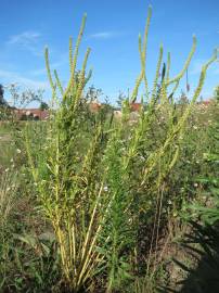 Fotografia da espécie Reseda luteola