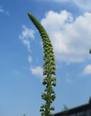 Fotografia 13 da espécie Reseda luteola no Jardim Botânico UTAD