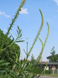 Fotografia da espécie Reseda luteola