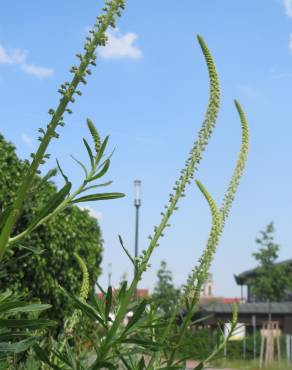 Fotografia 14 da espécie Reseda luteola no Jardim Botânico UTAD