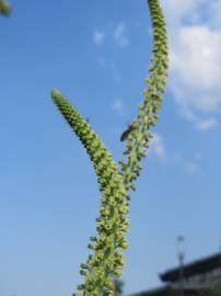 Fotografia da espécie Reseda luteola