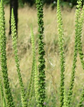 Fotografia 16 da espécie Reseda luteola no Jardim Botânico UTAD