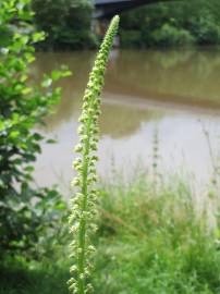 Fotografia da espécie Reseda luteola