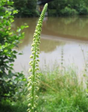 Fotografia 17 da espécie Reseda luteola no Jardim Botânico UTAD