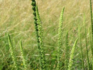 Fotografia da espécie Reseda luteola