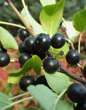 Fotografia 1 da espécie Rhamnus cathartica no Jardim Botânico UTAD