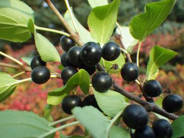 Fotografia da espécie Rhamnus cathartica